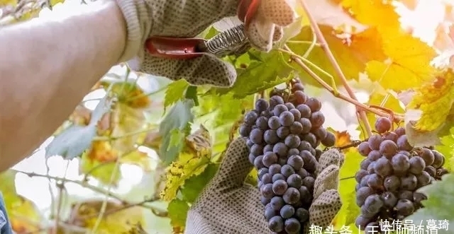 高价|别卡速:低价酒与高价酒的本质区别在哪里【红酒知识36】