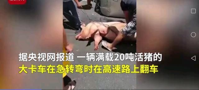  疯狂|运猪车侧翻20吨活猪遭村民疯抢，实在太疯狂，不敢相信这一幕