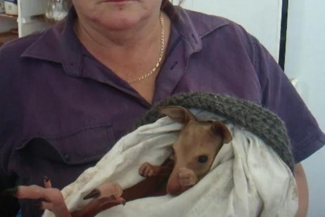  澳洲|澳洲2男子酒后驾车故意撞死21只袋鼠，如今2人全都被判刑