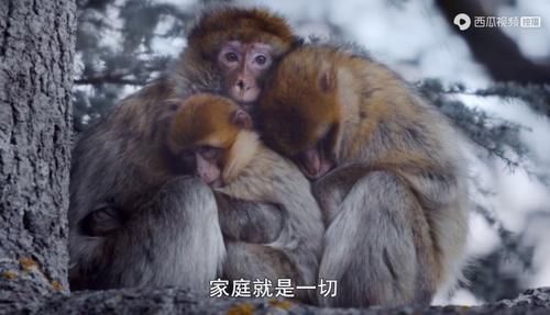  佳作|豆瓣预定超9分的佳作：原来我们错过许多惊喜，真遗憾没早点看到