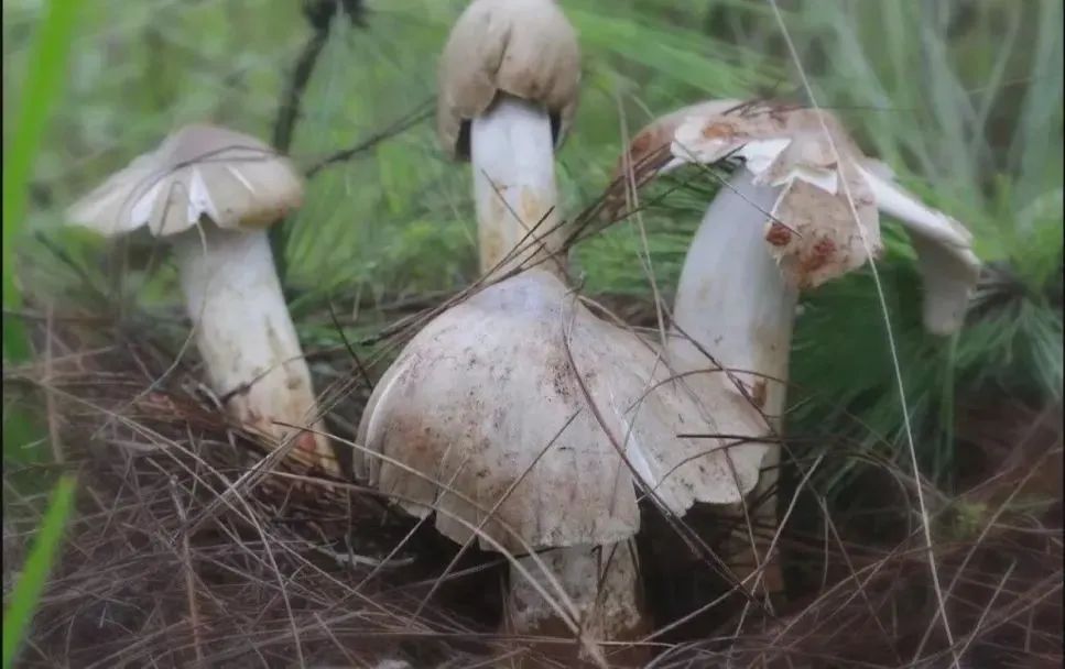  斗鸡|就问你晓得仁寿“斗鸡公”不？