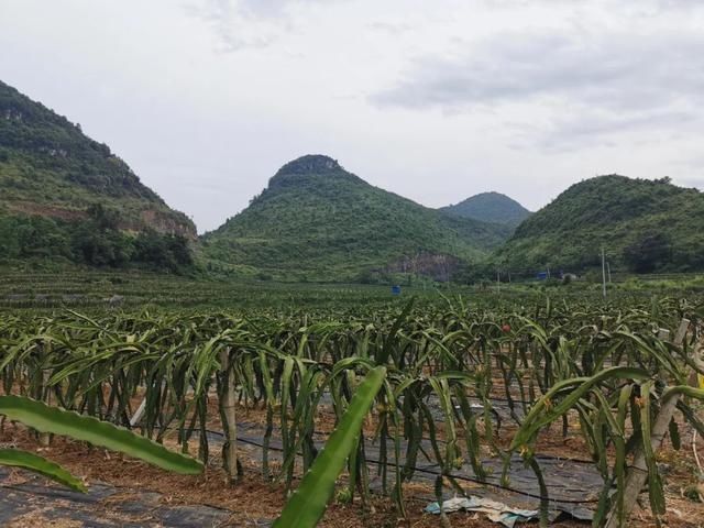  广西卫视|它凭啥“剩者为王”？因为够老水够甜够大啊