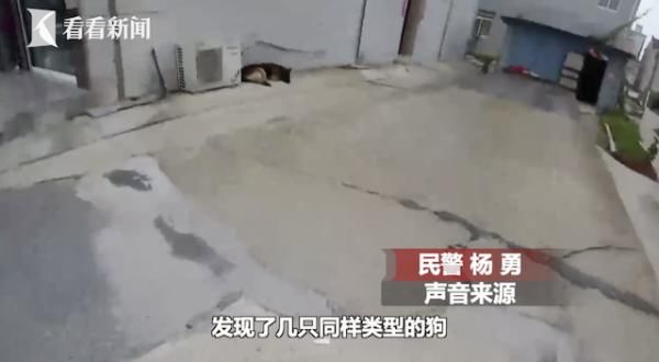  宝应交警射|金毛犬未栓绳从路边窜出 女骑手被撞断两根肋骨