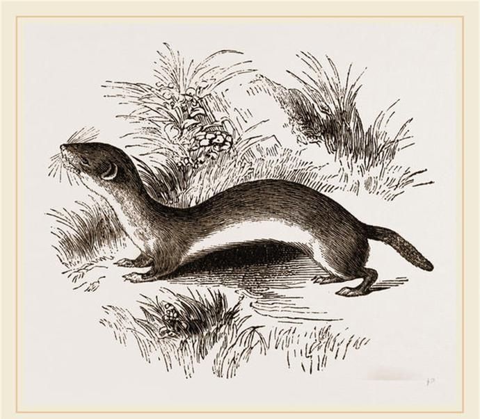 动物|管家对小动物说：骗我一次，是我傻；想骗我两次，那就是你傻了