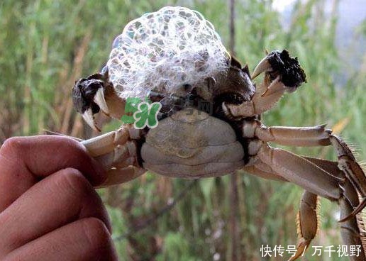 网购|男子买到死蟹向电商平台讨说法，客服道歉还赔偿 孩子：我干的