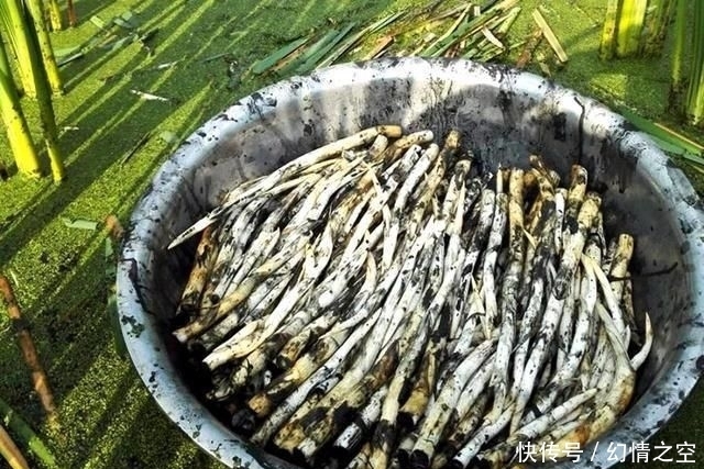 别错过|挖野菜别光盯着陆地上,水中一种野菜价值很高,若家乡有别错过