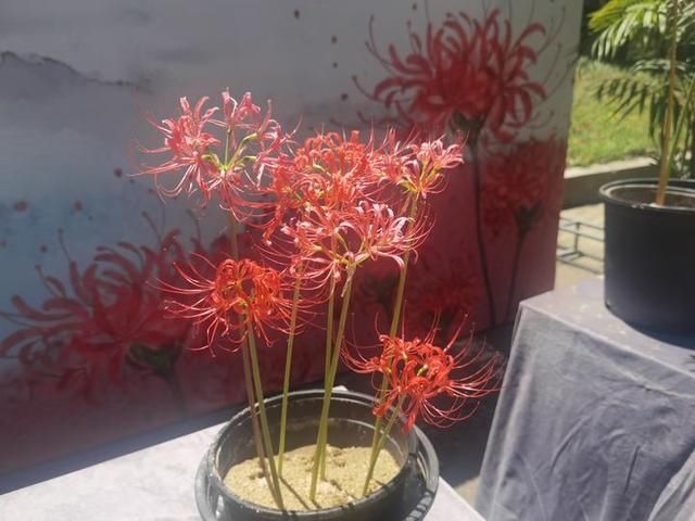  同步|美成梦中幻境！杭州这种花进入盛花期，2020植物园石蒜花展同步开启