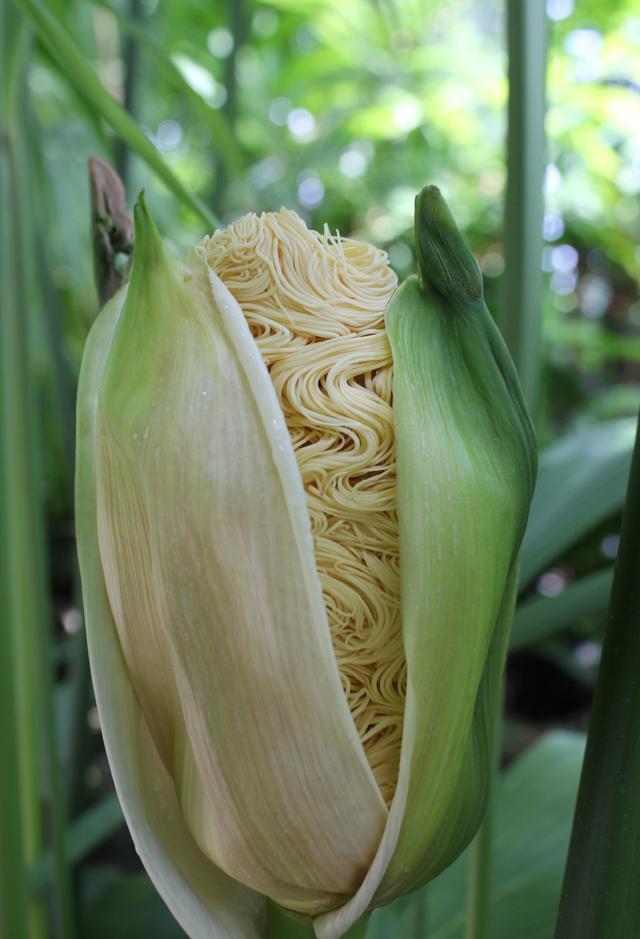 植物|世界上最奇特的植物，盛开的花朵像方便面，勾起人想吃的欲望