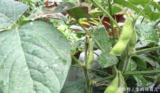 蔬菜|庭院种植蔬菜当中如何正确的合理安排生产