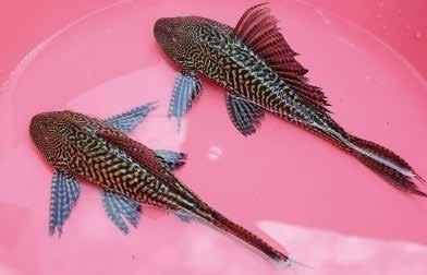 小龙虾|这种鱼外号“清道夫”,没人愿意吃,但是比小龙虾更命苦!