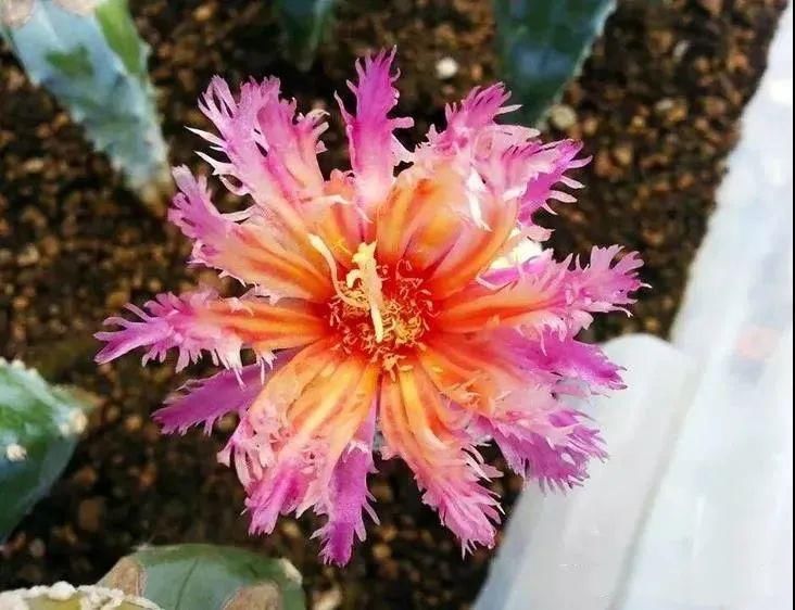  人养|每个人养肉人都应该学会鉴赏“兜”