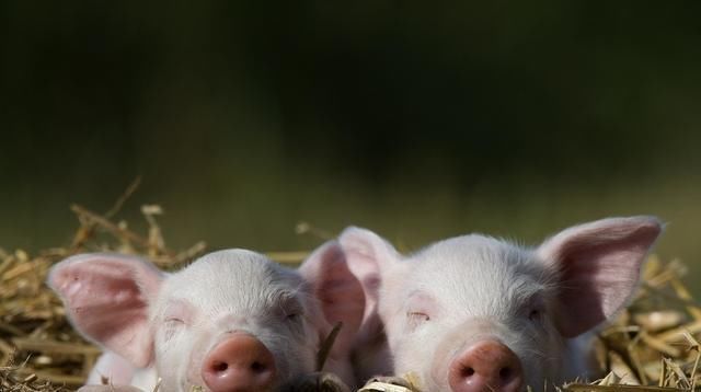  秘籍|养猪场秘籍：猪圈太臭怎么办？只需一个办法就解决，还能提高肉质