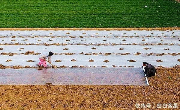新规|国家出台废弃地膜回收新规,杜绝乡村白色垃圾,自觉从我做起