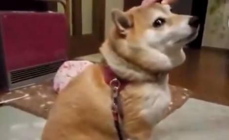 柴犬|柴犬想让主人摸它,它不停这样示意主人,真是太可爱了