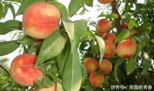 中带|名字中带“子”的水果，拿出5包辣条，猜你只想到了桃子