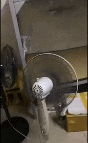 GIF|搞笑GIF:跟着这妹子二里地了,我该怎么上前打招呼呢