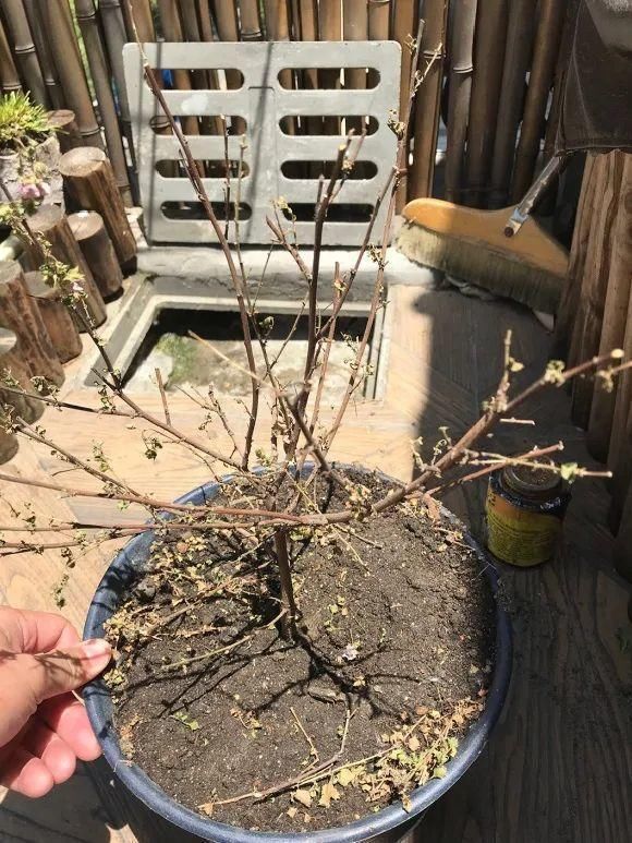  新芽|花养成光杆司令，赶紧这么救，3天冒新芽