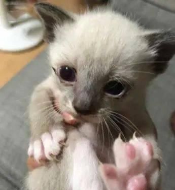  揭开|小奶猫脸越洗越黑，长大后脸上长出这个东西，资深猫友揭开真相