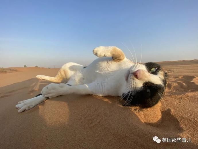  沙漠|霓虹妹子嫁到阿联酋，在5万平米的沙漠＂后院＂里养猫养骆驼?!