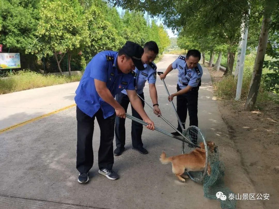 养犬行为|景区：整治“不文明养犬”景区分局一直在行动