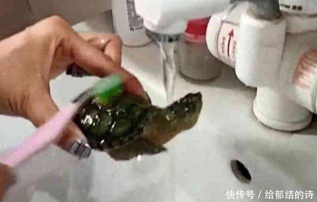 女子给小乌龟洗澡,用牙刷刷龟壳,小乌龟的