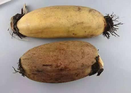  藕浆|藕粉不用去超市买了，教你在家做，真材实料又实惠，我每天喝一碗