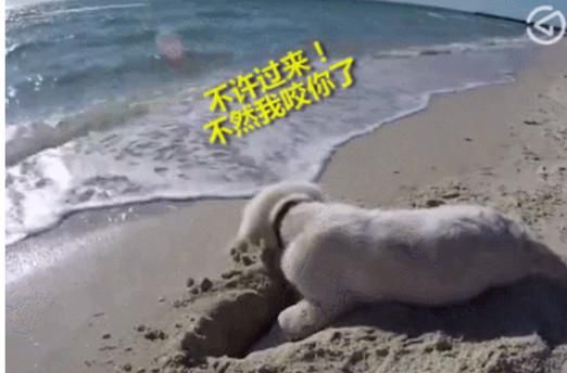 搞笑|小金毛在海滩上挖坑,突然一阵海浪袭来,一脸懵逼的样子很搞笑