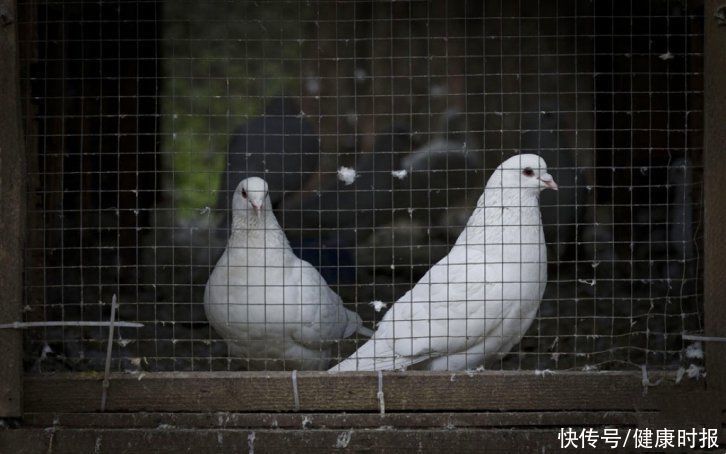 青岛首次报告鹦鹉热病例，建议加强鸟类交易市场监测