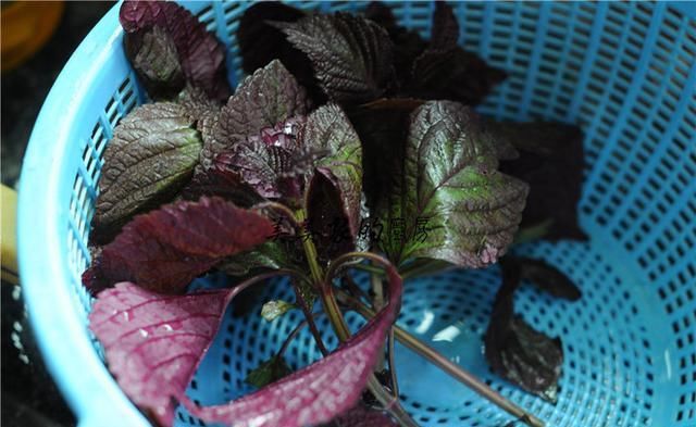 高呼|继小龙虾之后,又一“夜市霸主”产生,网友高呼:长得美营养还高