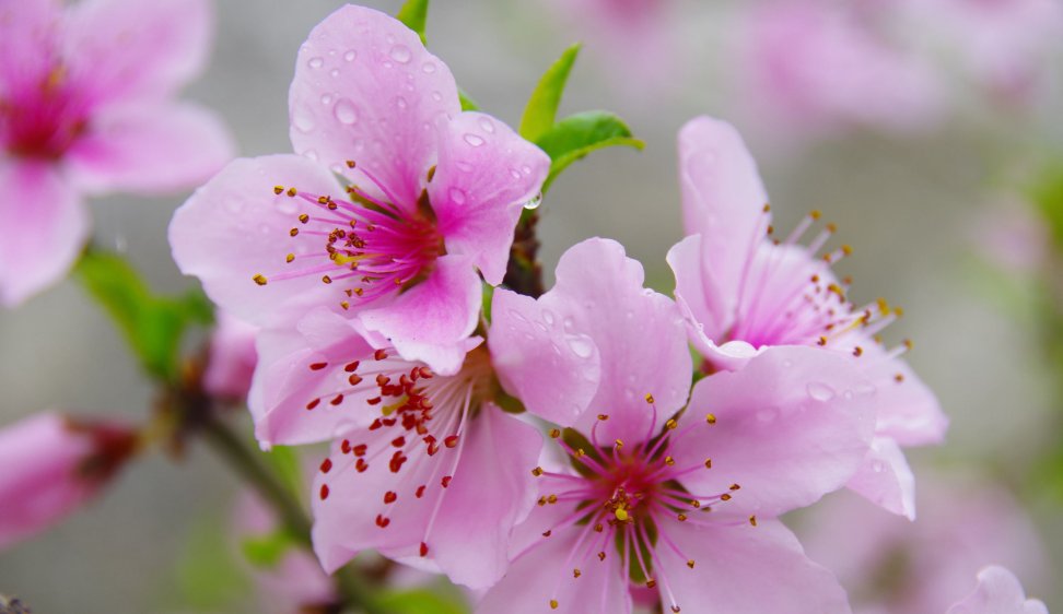  狐狸精|“狐狸精下凡”的3大生肖女，举手投足很吸引人，男人都很喜欢！