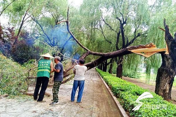 树木|济宁曲阜市园林管理中心雨住不停歇全力整修倒伏树木