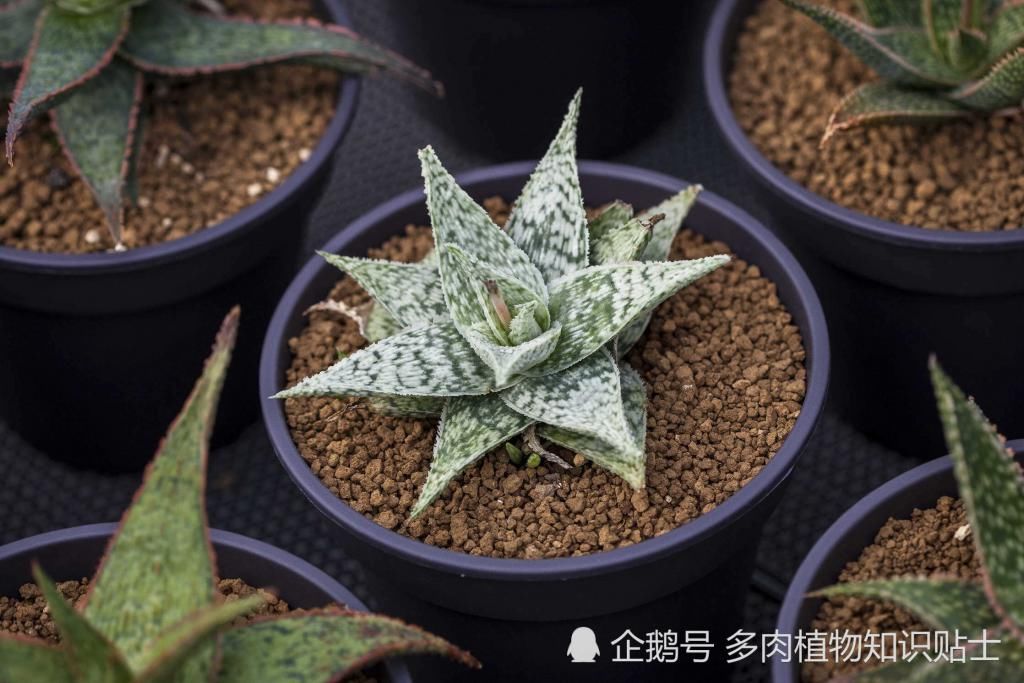 植物|关于多肉植物你需要知道的真相，看完以后你还要养它们吗？