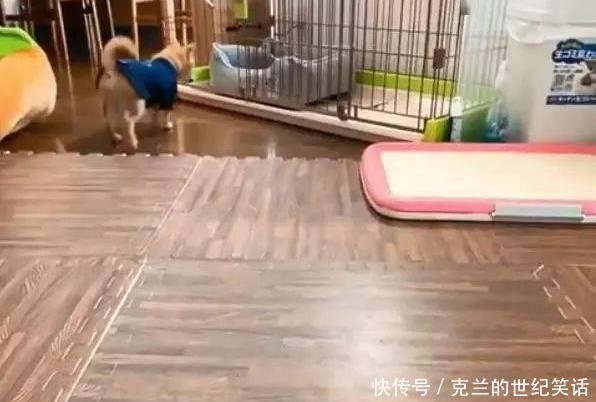  看着|主人说完一堆口令，看着越来越远的食物，网友：狗狗都是别人家的