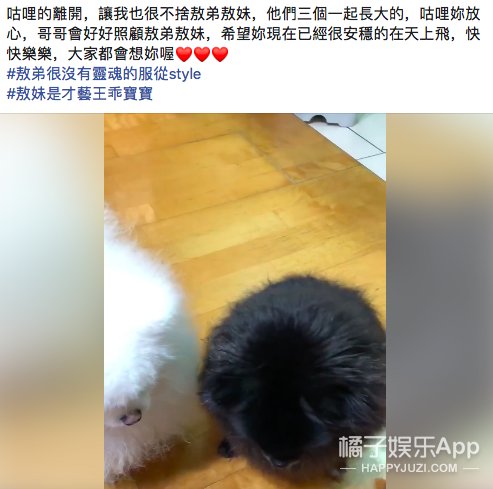  黑糖|还记得《黑糖玛奇朵》的敖犬吗？他现在长这样
