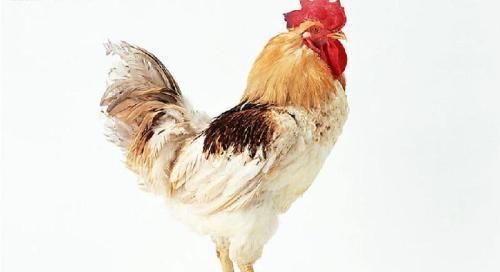 脾胃虚弱|“一两鸡内金一两金”，鸡最营养的部位，很多人当垃圾扔掉，浪费