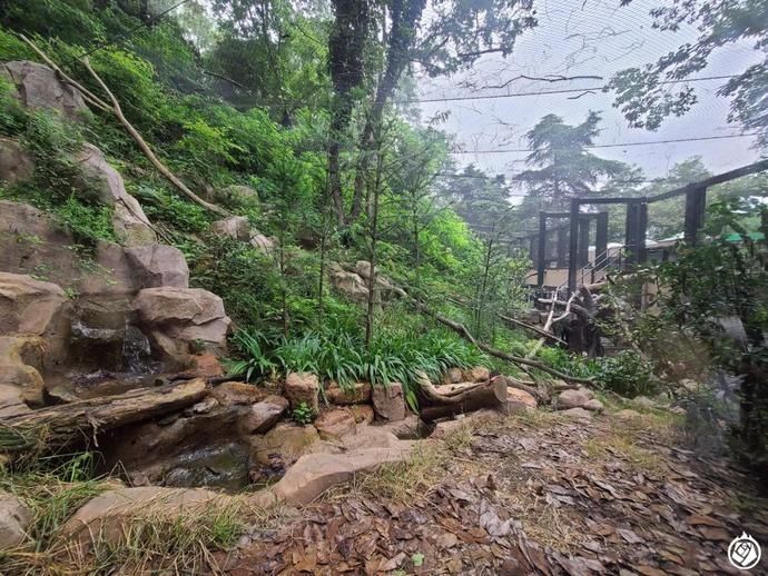  红山|给豹子一座山，又不只是山