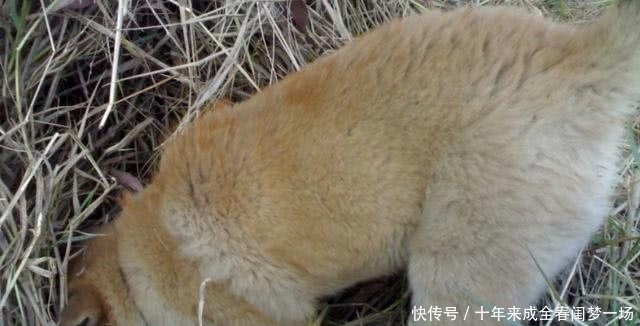 细说|狗贩子为何喜欢高价收购十年以上的老狗?细说你不知道的三点秘密