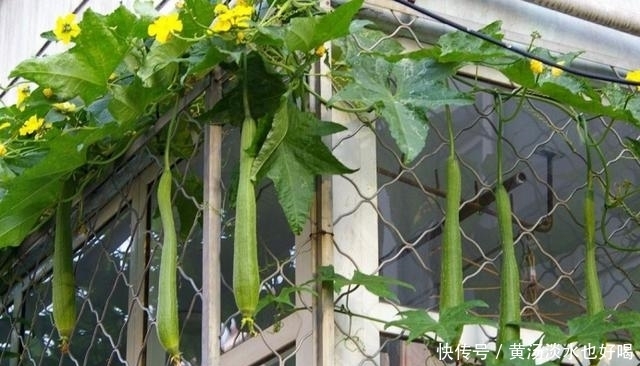 一箩筐|盆栽丝瓜有窍门，一棵瓜几十条，节节都有瓜，一摘一箩筐