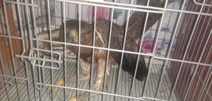 出售珍贵|39只鸟,这8人摊上大事了!