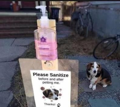  院子|狗子在院子经常被路人撸，主人贴心放消毒液：摸狗之前先消毒！