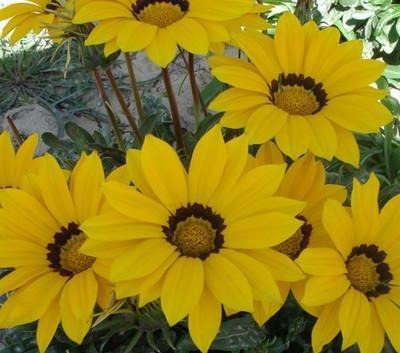 生肖|“晚年不会卧床的”三生肖女,寿命长,生命力强,钱财多!