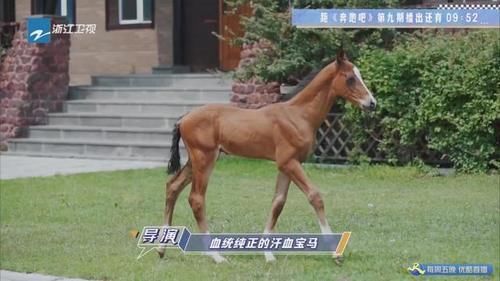  节目|跑男：宋祖儿怼导演，甜美奶音让姚导都没了脾气，郭麒麟成大黑马