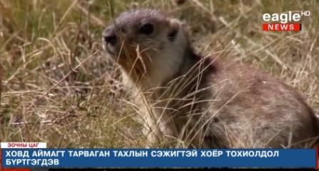  县公共卫生|雪上加霜？美国发现患有黑死病的松鼠引恐慌，专家：可传染致命