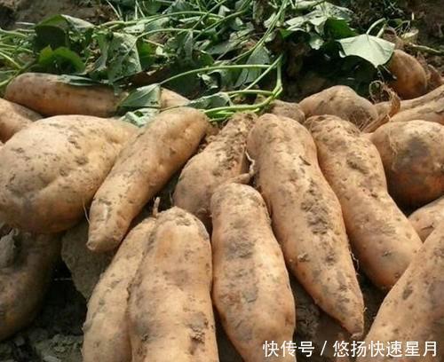 红心|同是红薯,“红心”和“黄心”的有啥区别,老农民别再瞎买了