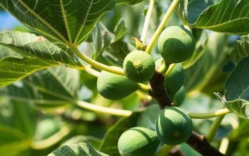  搅拌均匀|教你几道美味肉松蛋糕卷的做法！做法简单又好吃！