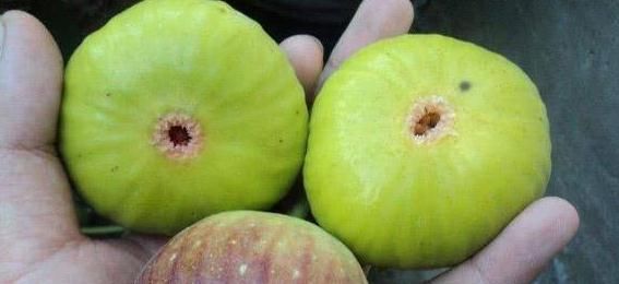 聪明|聪明的人都在吃4种食物,美容养颜、去除皱纹,好处多多