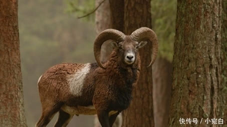  动物|世界上唯一会误杀自己的动物，就算躲过追杀，也逃不过“自杀”的命运