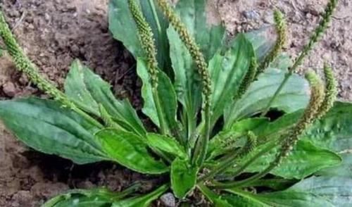 不慌|尿酸高先不慌，每天喝水时加点此物，或助你排出尿酸，远离痛风