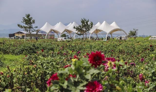  山镇|藏在宝山镇的美丽花园，不仅大丽花花开迷人眼，更有牡丹玉笑珠香