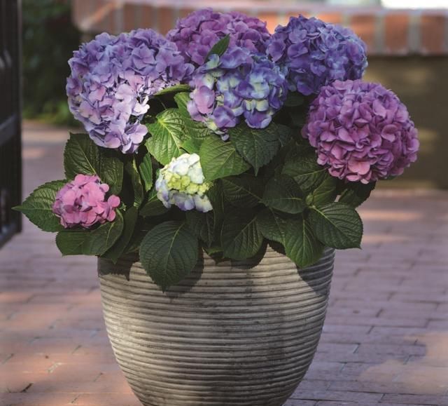  修剪|托尼老师教您修剪绣球花，记住简单两点，拿剪刀的手再也不抖啦